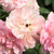 Roz - Trandafiri târâtori și cățărători, Climber - Belle de Sardaigne